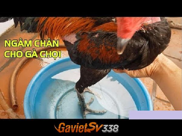 nuoc ngam chan ga choi 1