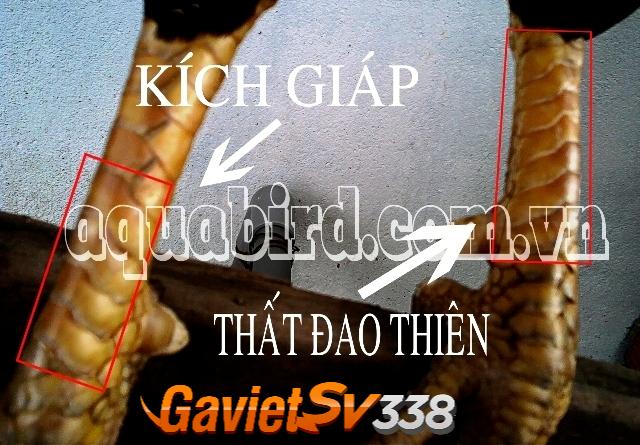 vay ga choi doc 7